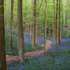  DSC9680 - Hallerbos