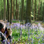  DSC9687 - Hallerbos