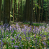  DSC9688 - Hallerbos