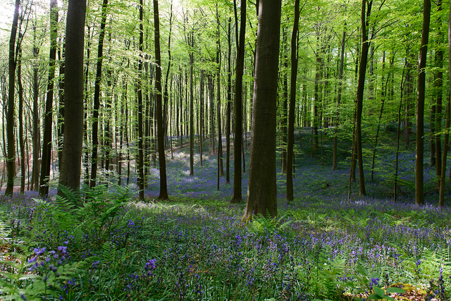  DSC9706 Hallerbos