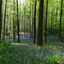  DSC9706 - Hallerbos