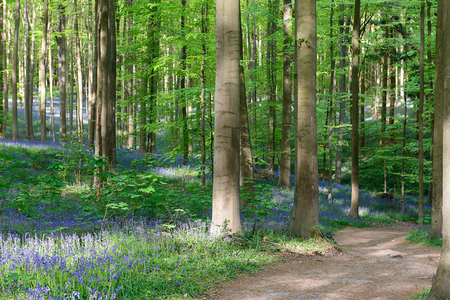  DSC9709 Hallerbos