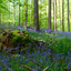  DSC9711 - Hallerbos