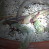 huernia pendula 007a - cactus