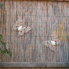 Tuin - Gekleurde vlinders 0... - In de tuin 2013