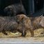 62 - puppies 6 weken oud