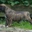 63 - puppies 6 weken oud