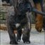 65 - puppies 6 weken oud