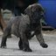 66 - puppies 6 weken oud