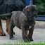 68 - puppies 6 weken oud