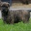 72 - puppies 6 weken oud