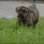 82 - puppies 6 weken oud