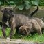 93 - puppies 6 weken oud