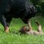 97 - puppies 6 weken oud