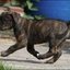 103 - puppies 6 weken oud