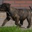 105 - puppies 6 weken oud