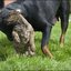 108 - puppies 6 weken oud