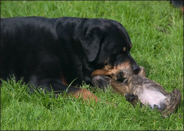 142 puppies 6 weken oud