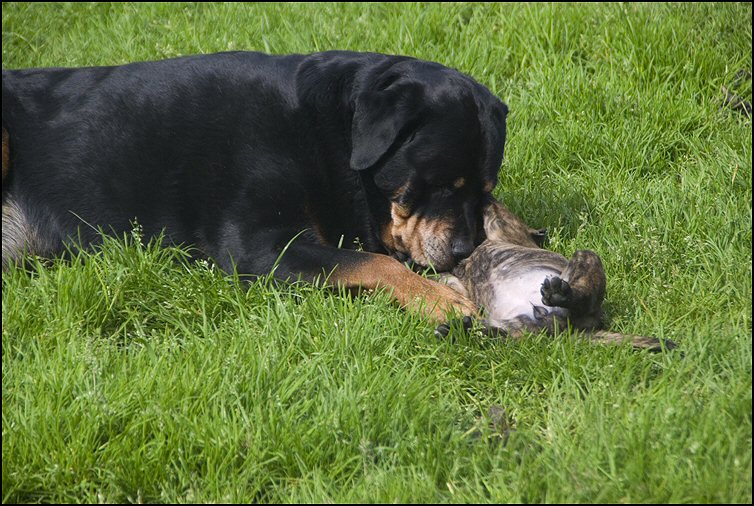 143 - puppies 6 weken oud