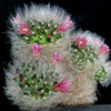 Mammillaria glassii 008a - cactus
