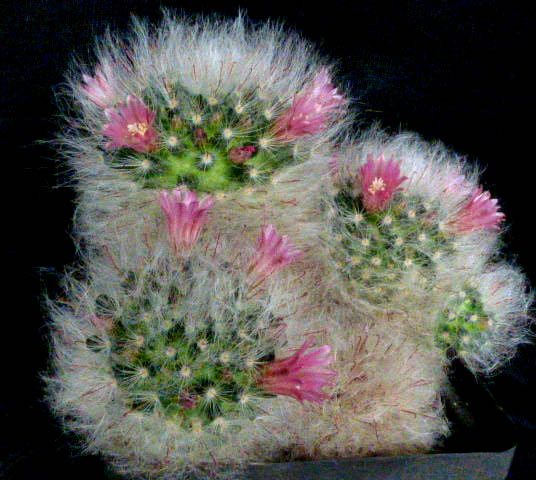 Mammillaria glassii 008a cactus