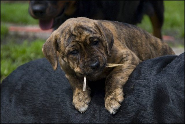 7 puppies 7 weken en 2 dagen