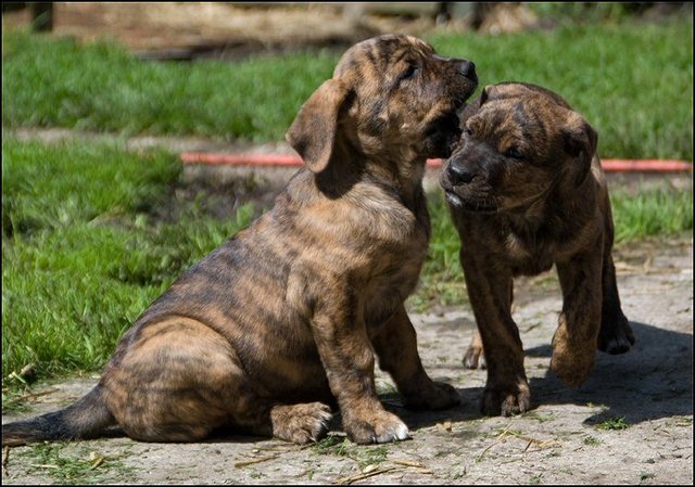 14 puppies 7 weken en 2 dagen