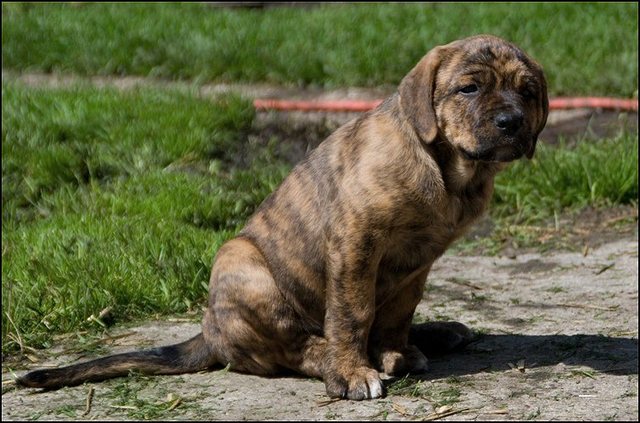 15 puppies 7 weken en 2 dagen