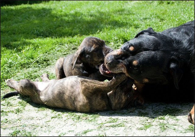 22 puppies 7 weken en 2 dagen