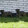 109 - puppies 7 weken en 2 dagen