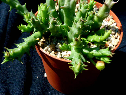 Orbea laticorona 007a cactus