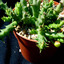 Orbea laticorona 007a - cactus