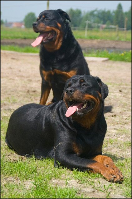 85 puppies in de bak en wei