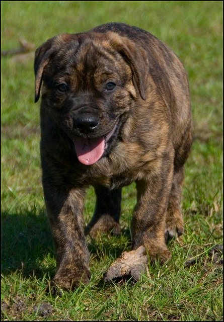 67 puppies in de bak en wei