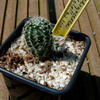Echinocereus pulchellus .v.... - cactus