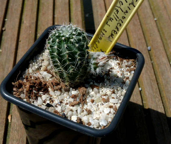 Echinocereus pulchellus .v. sharpii 013a cactus