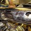 Left Muffler 2991926 '73 R7... - SOLD.....2991926 '73 BMW R75/5 SWB, Blue. Running and Rideable "Project Bike".