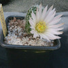 Echinocereus pulchellus sha... - cactus