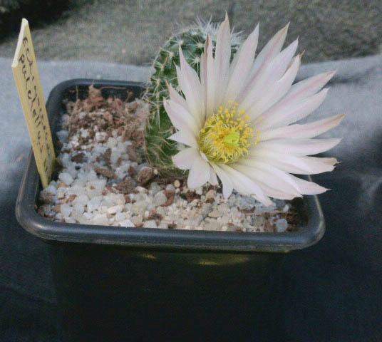 Echinocereus pulchellus sharpii 013a cactus