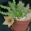 Orbea verrucosa ssp. verruc... - cactus