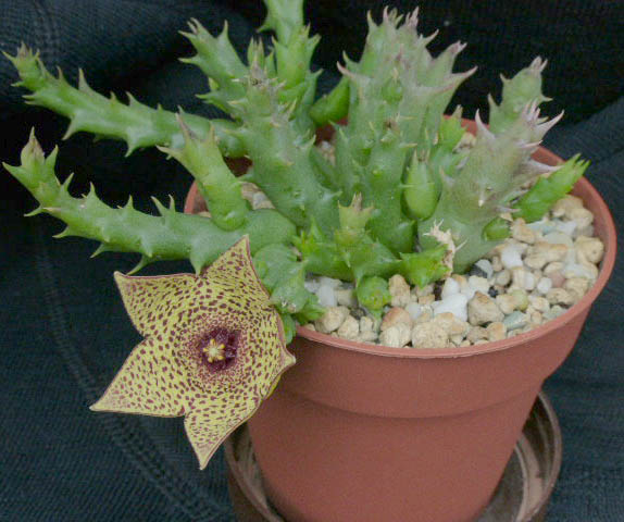 Orbea verrucosa ssp. verrucosa 009a cactus