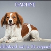 daphne-2 - prive