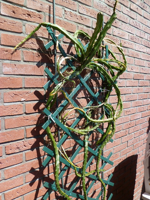 P1070715 Cactus