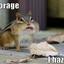 funny-chipmunks 1 - Picture Box