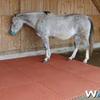 horse rubber mats - horse rubber mats