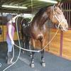 horse rubber mats