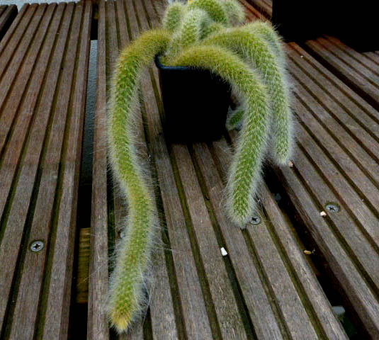 Hildewinteria  colademonensis 001a cactus