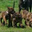 15 - honden en puppen 9 juni