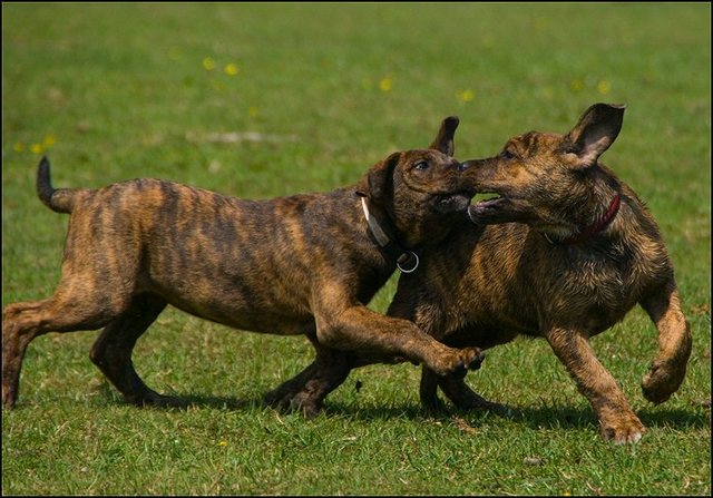 20 honden en puppen 9 juni