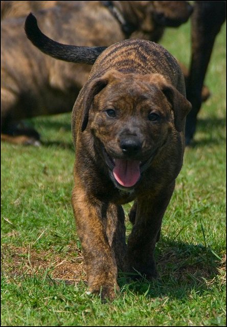 22 honden en puppen 9 juni